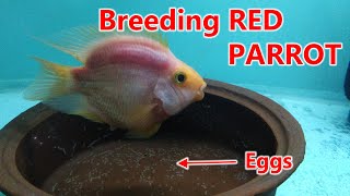 Breeding of Red Parrot Cichlid 2nd spawning  Part 1 [upl. by Lail]