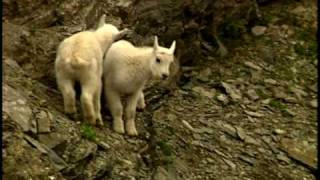 Baby Mountain Goats Playing in Glacier National Park Kids DVD [upl. by Narrad]