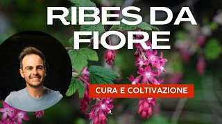 Ribes da fiore tutto quello che cè da sapere per averlo nel proprio giardino [upl. by Mareah537]