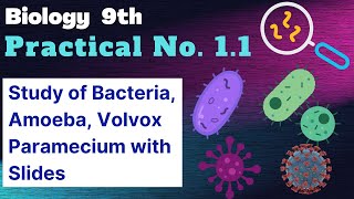 Study of different types of bacteria Amoeba Paramecium Volvox with the help of preparaed slides [upl. by Armin724]