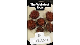 The Weird fruit I Bought At An Icelandic Grocery Store Rambutan [upl. by Annahsat790]