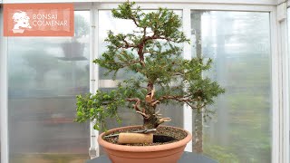 Picea  Bonsai Colmenar [upl. by Nore603]