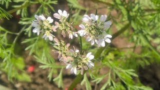 Coriandrum sativum  Fam Apiaceae  Coriander  Heterophylly  Stylopodium  Epigynous flower [upl. by Pasadis285]