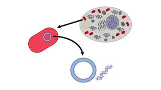 Mitochondrial Inheritance [upl. by Eellac]