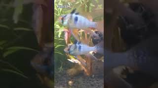 3 VARIEDADES DE RAMIREZI acuario peces ciclidos [upl. by Klemens]