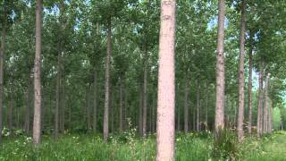 Proyectos Forestales  Como la Naturaleza los bosques implantados Clip [upl. by Adlesirhc290]