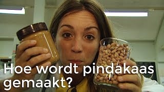 Hoe wordt pindakaas gemaakt  Het Klokhuis [upl. by Retsel]