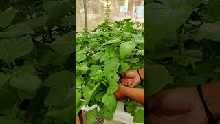 How to effectively harvest healthy and yummy amaranth leaves [upl. by Neural]