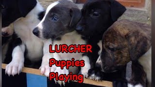 LURCHER Puppies playing and training [upl. by Chery841]