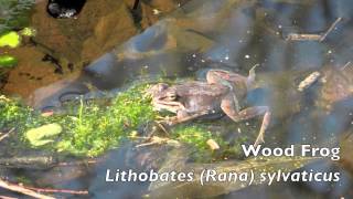 Lithobates Rana sylvaticus  Wood Frog [upl. by Aivato902]