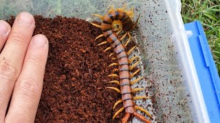 Ethmostigmus rubripes Rehousing  Giant Centipede Goes Crazy [upl. by Hong552]