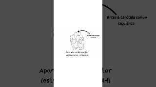 Aparato cardiovascular ❤ estructura y funciones básicas exani2024 umsnh anatomia [upl. by Natividad]