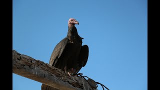 Buzzards  Their Role in Nature [upl. by Menedez]