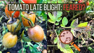 How to Identify and Cure Late Blight of Tomato Phytophthora infestans [upl. by Ahsiram]