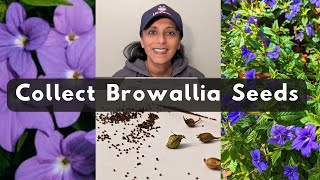 How To Collect Amethyst Flower Browallia Bush Violet Seeds [upl. by Ognimod]