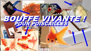 unboxing meilleure nourriture vivante et congelée du monde  Grebil  Pascal Aquariums Naturels [upl. by Trici]