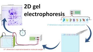 2D gel electrophoresis [upl. by Cathleen]