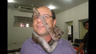 Seis anos de experiência no serpentário com 3 mil cobras Curso 1011 ZAP 15996361130 [upl. by Raval344]