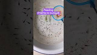 Feeding artemia to guppy fry brianaquatic aquascape shorts [upl. by Lorene]