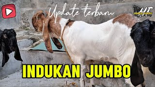 REVIEW HARGA KAMBING ETAWA KALIGESING TERBARU DAN TERBESAR [upl. by Ynatterb33]