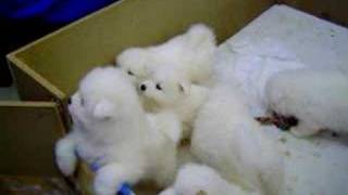 Cute Samoyed Puppies [upl. by Gnirps755]