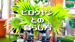 【ヤシの木】ビロウヤシ《Livistona rotundifolia》との暮らし方【南国の観葉植物専門店 STOCKgarden】 [upl. by Willa]