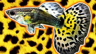 Half Black Yellow Leopard Guppies  More beauties for the Fishroom [upl. by Ro]