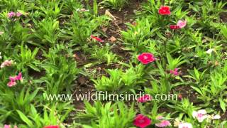 Dianthus and Salvias grow in Karnataka [upl. by Ahcarb]