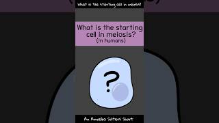 Starting Cell in Meiosis  Amoeba Sisters Shorts [upl. by Nazler]