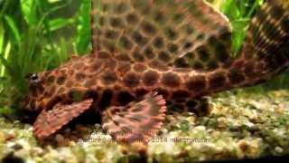 Super closeup Leopard sailfin pleco video [upl. by Sitoel]