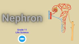 The Nephron structure and functions  Excretion in human  Grade 11 Life science [upl. by Eanal]