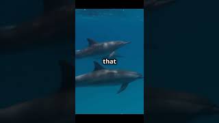 Pelorus jack the guide dolphinshorts viralvideo amazing [upl. by Aynotak]