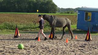 September 2024  Iris Weijenberg amp Apollo  On Line Horse Agility OLHA Starter [upl. by Mattox46]