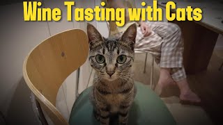 🍷 와인모임 ∥ 고양이들과 함께 작셀Serious wine tasting with Cats ∥ 작셀훌로보귀에라쇼 [upl. by Arem]