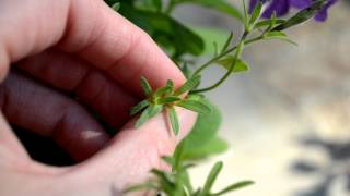 Harvesting Petunia Seeds  How To [upl. by Iney]