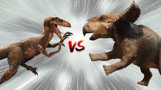 Protoceratops vs Velociraptor Fight  And the Winner Is  Dinosaur Battle Videos 2018 [upl. by Sargent267]