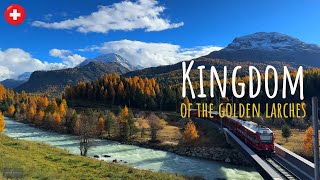 The golden larches of Engadin Switzerland  things you need to see [upl. by Evad]