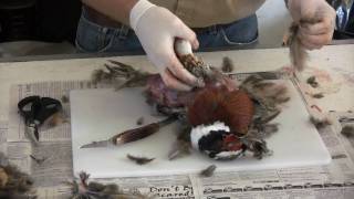 Skinning a pheasant [upl. by Lisbeth496]