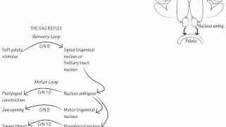 The Gag Reflex Draw it to Know it Neuroanatomy [upl. by Foscalina]