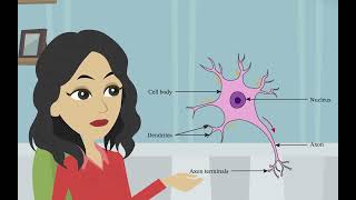 La structure et la fonction des neurones Psychologie de base  les divisions du système nerveux [upl. by Eniawd]