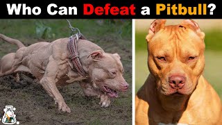 Pitbull vs Rottweiler fight Must See Raw Fight [upl. by Durham]