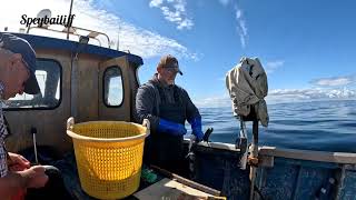 Hopeman sea fishing trip Baskin shark cruising past [upl. by Publias130]