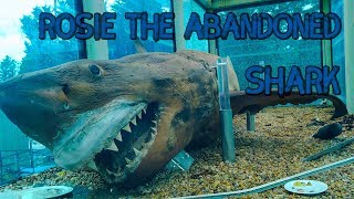 Rosie The Abandoned Shark [upl. by Anette]