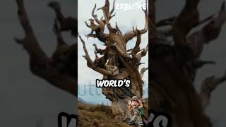 WORLD OLDEST TREE 🙄 youtubeshorts shortvideo shortfeed [upl. by Niuqauj293]