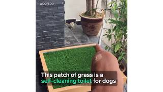 SelfCleaning Toilet For Dogs [upl. by Roxanne263]