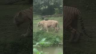 taiger tiger animals wildlife trending status shorts zoo Kolkata alipore chiryakhana [upl. by Nylassej]