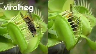 Venus Flytrap Eats Wasps  ViralHog [upl. by Ykcul]