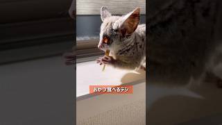 Bushbaby ドットおやつ食べるデシshots ブッシュベイビー bushbaby ショウガラゴ おさるさん [upl. by Ramsey622]