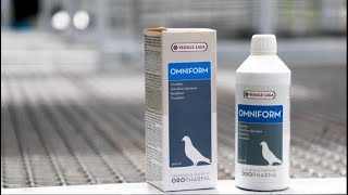 OMNIFORM vitamin and the feeds programme for training of the young homing pigeons [upl. by Bathsheeb]