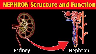 What is NEPHRON  STRUCTURE and FUNCTION of NEPHRON  Parts of NEPHRON [upl. by Lisabeth525]